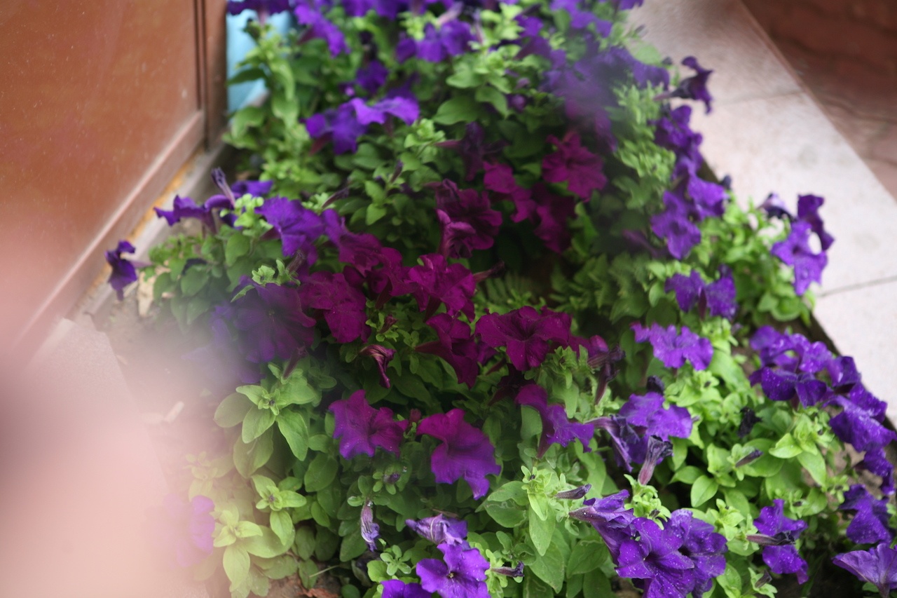 Очки для дальтоников: как это работает и в чем трудности подбора - 9 Очки для дальтоников: как это работает и в чем трудности подбора - 9