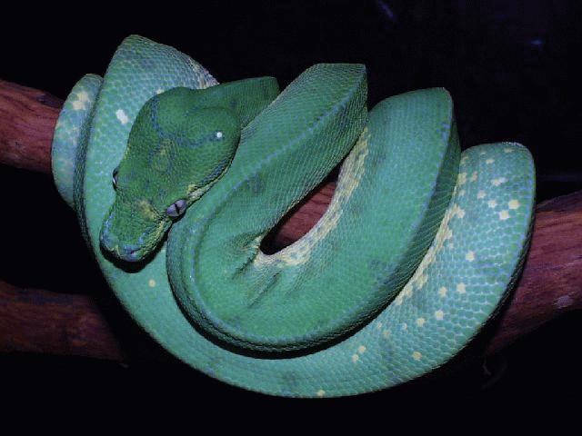 AI, практический курс. Базовая модель распознавания эмоций на изображениях - 10 AI, практический курс. Базовая модель распознавания эмоций на изображениях - 10