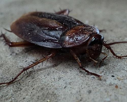 AI, практический курс. Базовая модель распознавания эмоций на изображениях - 3 AI, практический курс. Базовая модель распознавания эмоций на изображениях - 3