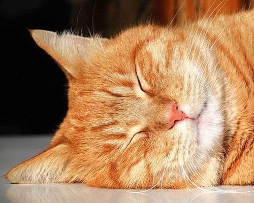 AI, практический курс. Базовая модель распознавания эмоций на изображениях - 8 AI, практический курс. Базовая модель распознавания эмоций на изображениях - 8