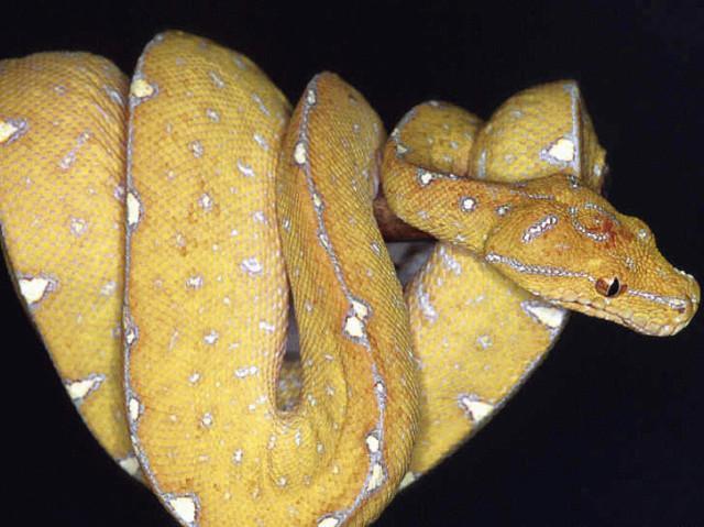 AI, практический курс. Базовая модель распознавания эмоций на изображениях - 9 AI, практический курс. Базовая модель распознавания эмоций на изображениях - 9