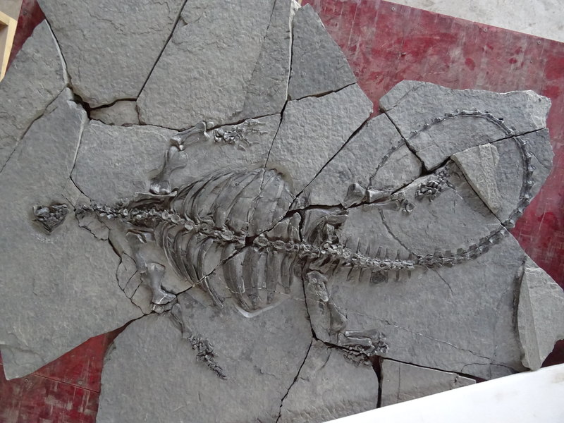 В Китае нашли окаменелости древней гигантской черепахи