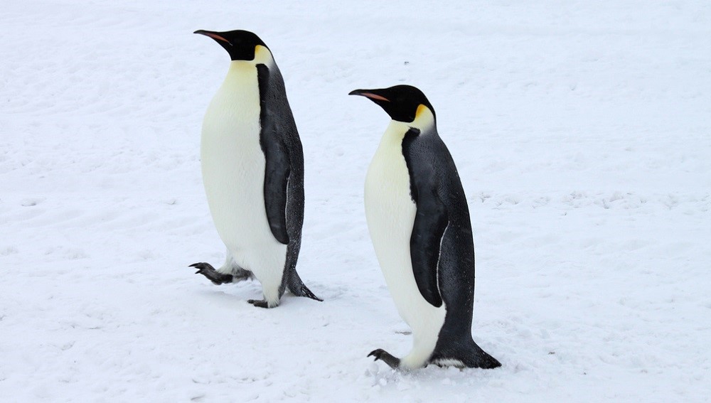 Ситуация: закрыты две уязвимости в TCP-стеке ядра Linux - 1 Ситуация: закрыты две уязвимости в TCP-стеке ядра Linux - 1