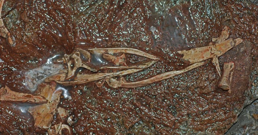 В Китае найден скелет птицеподобного динозавра
