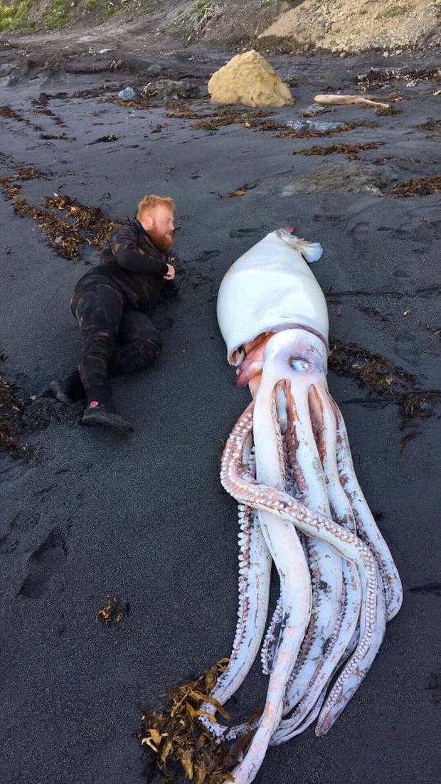 На берег в Новой Зеландии выбросило гигантского кальмара