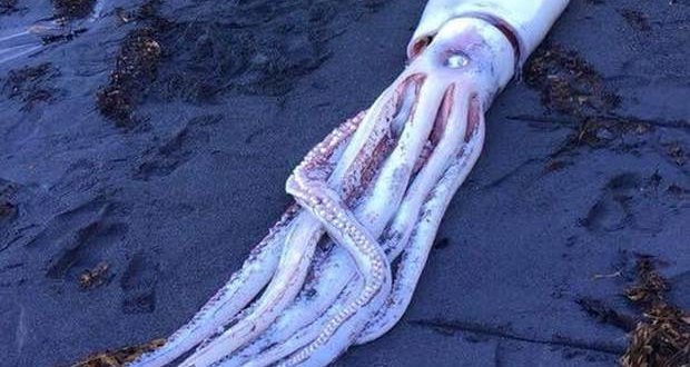 На берег в Новой Зеландии выбросило гигантского кальмара На берег в Новой Зеландии выбросило гигантского кальмара