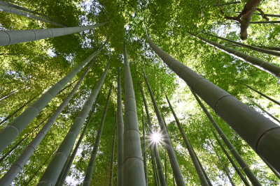 Новая статья: Полнокадровые беззеркальные камеры Nikon Z6 и Z7: первые впечатления Новая статья: Полнокадровые беззеркальные камеры Nikon Z6 и Z7: первые впечатления