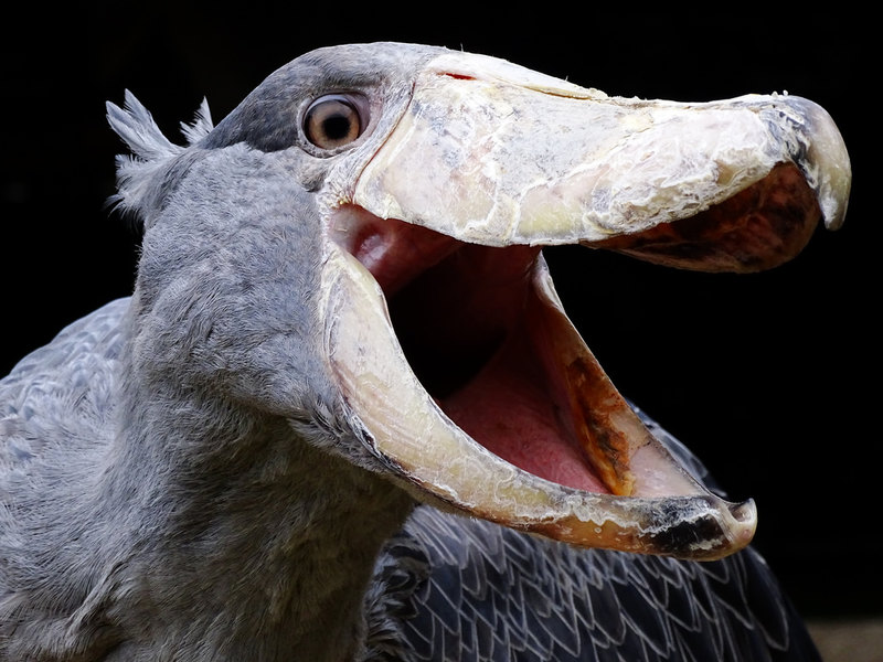 Китоглав: 7 фактов об удивительной птице