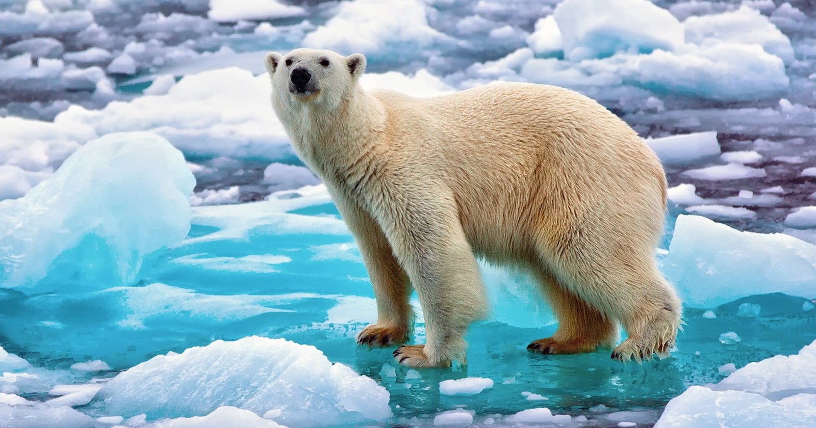Обнаружена новая угроза для арктического льда