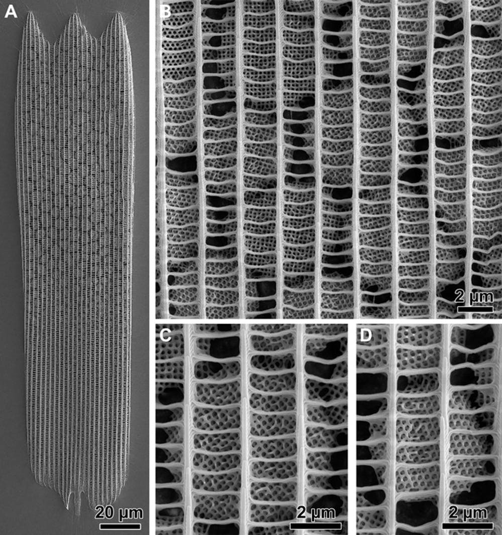 Пять нанотехнологий от природы, способных вдохновить нас на новые разработки - 2 Пять нанотехнологий от природы, способных вдохновить нас на новые разработки - 2