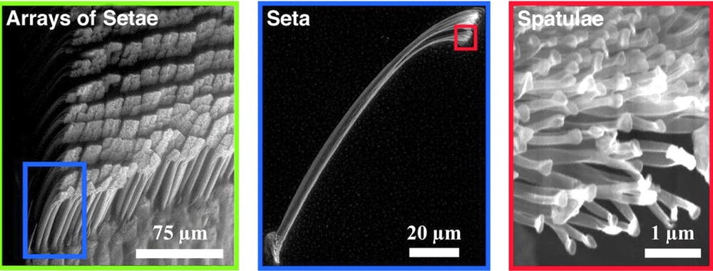Пять нанотехнологий от природы, способных вдохновить нас на новые разработки - 3 Пять нанотехнологий от природы, способных вдохновить нас на новые разработки - 3
