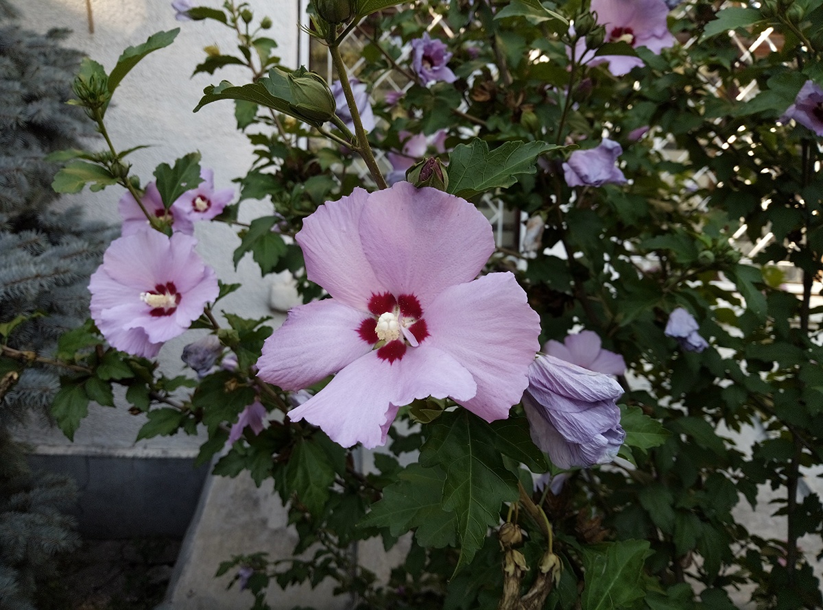 Обзор смартфона General Mobile GM8 Go: турецкий бюджетник с Android 8.1 Oreo Go Edition - 31 Обзор смартфона General Mobile GM8 Go: турецкий бюджетник с Android 8.1 Oreo Go Edition - 31