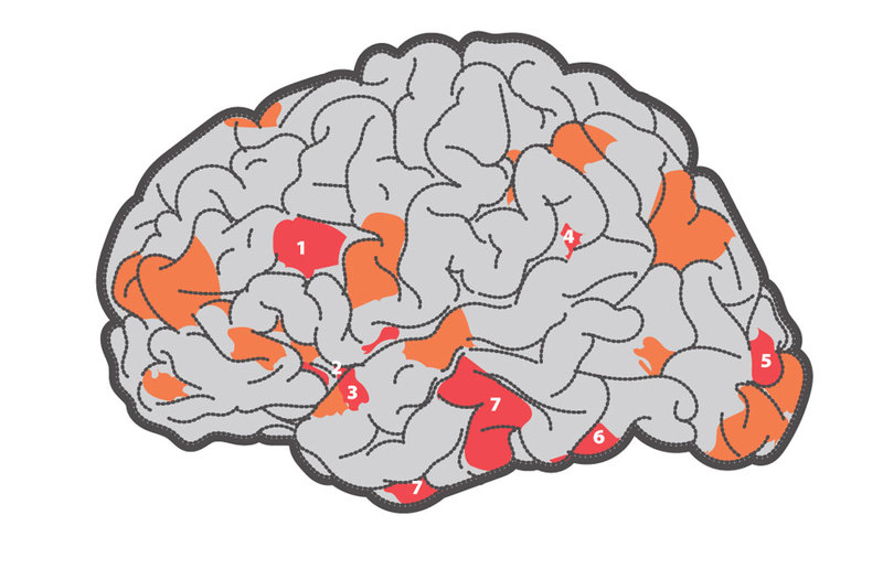 Мозг с одной извилиной. Мозг при влюбленности. Красивые извилины. 3 Области мозга.
