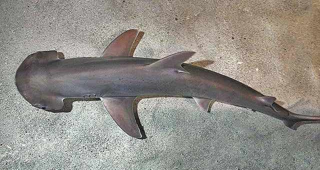 Обнаружена первая всеядная акула Обнаружена первая всеядная акула