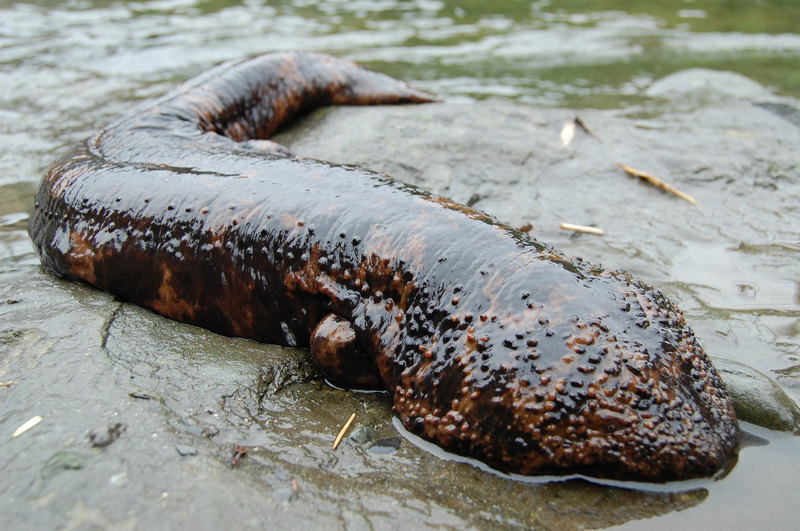 Не только белые и пушистые: 7 фактов о японской исполинской саламандре