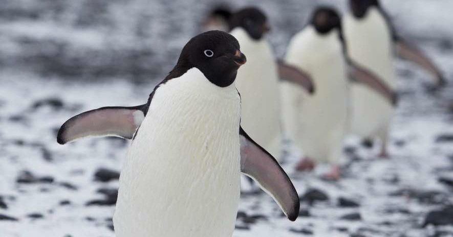 В Антарктике найдено кладбище пингвиньих мумий