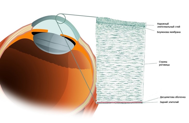 Строение роговицы глаза человека