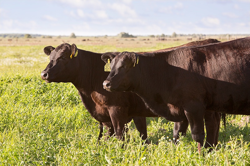 Почему мы любим мясо, или Полный курс мясной химии