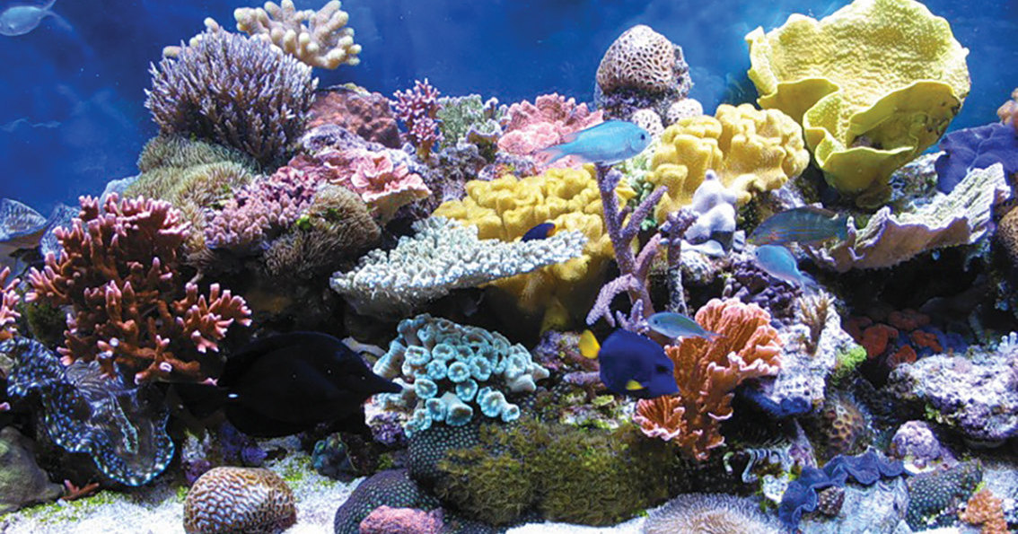 Открыт новый вид кораллов