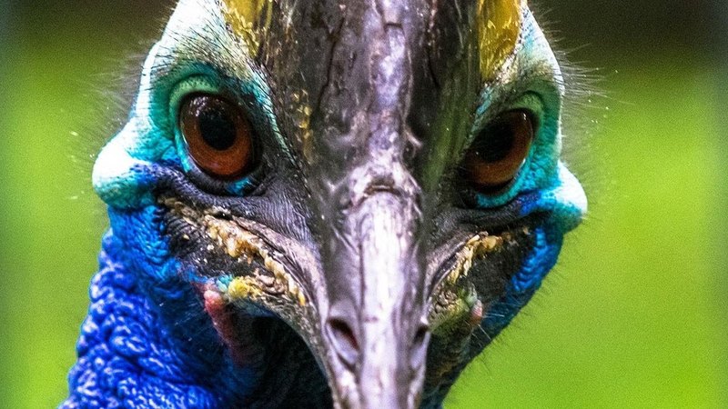 Казуары: 6 фактов о нелетающей птице
