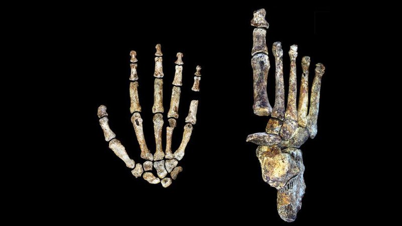 Что мы знаем о Homo naledi: 7 интересных фактов