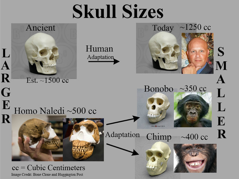 Что мы знаем о Homo naledi: 7 интересных фактов