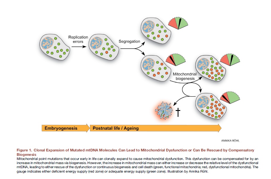 Жизнь и смерть митохондрий - 8
