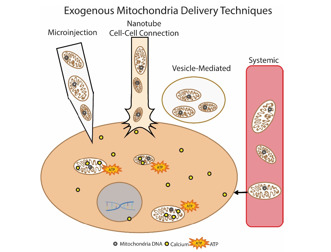 Жизнь и смерть митохондрий - 9