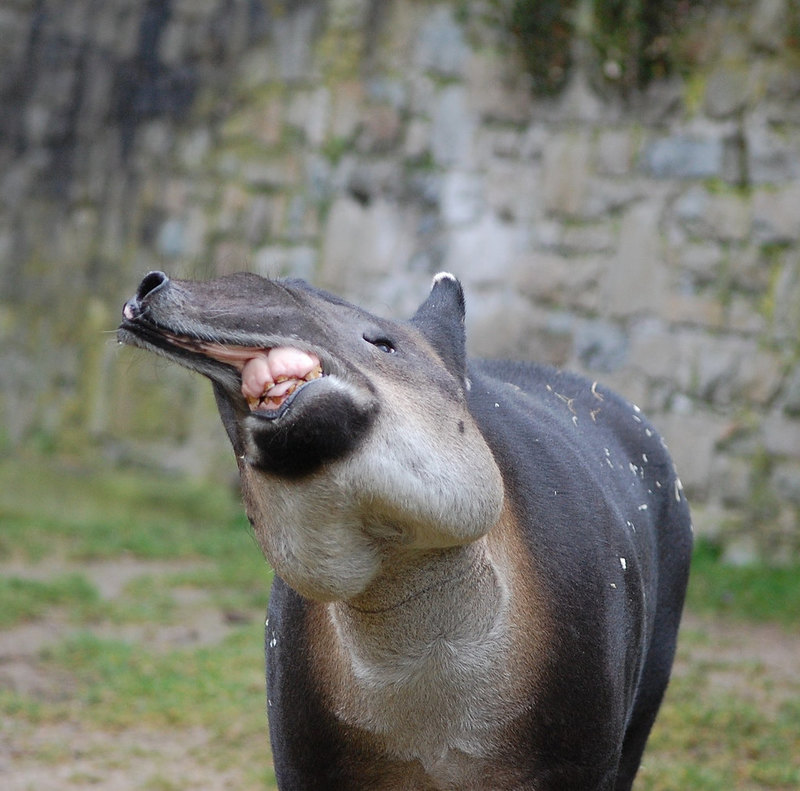Удивительные тапиры: что вы слышали об этом существе?