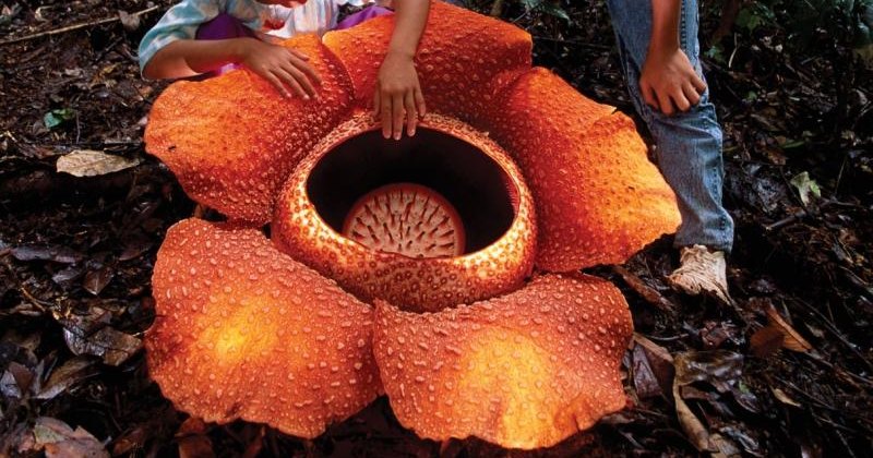 Трупная лилия: самый крупный цветок