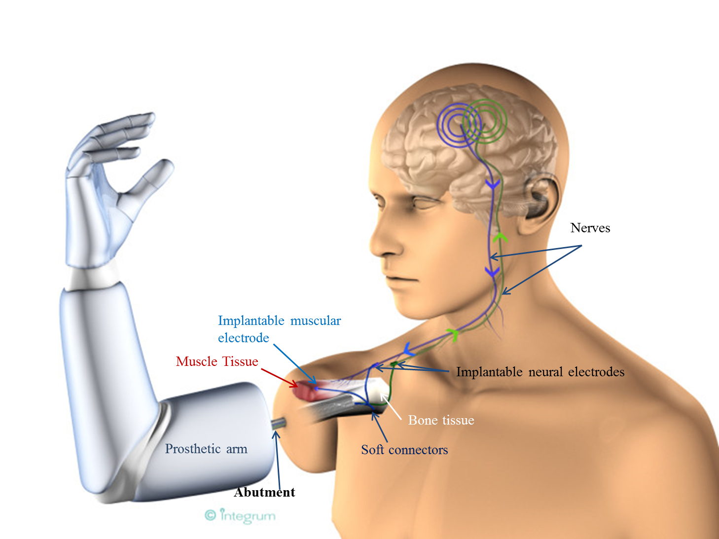 Остров киборгов: начинаем разработку инвазивной микроэлектроники - 4 image