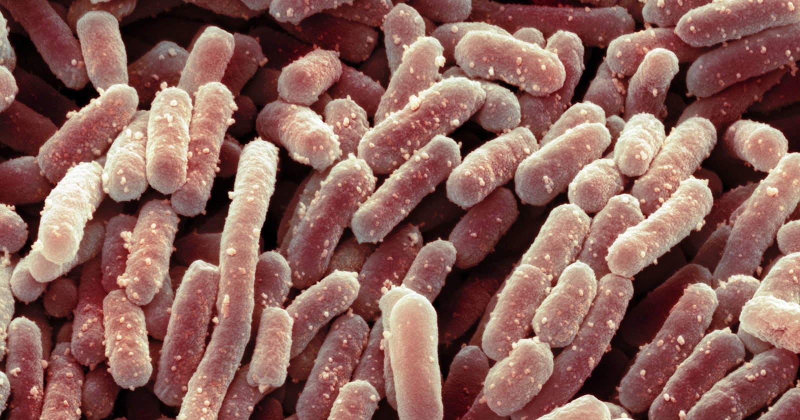 Как сделать любые бактерии безвредными?