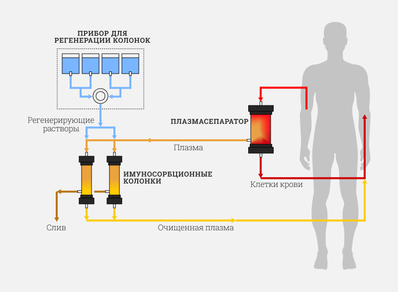 Чистая кровь — залог здоровья