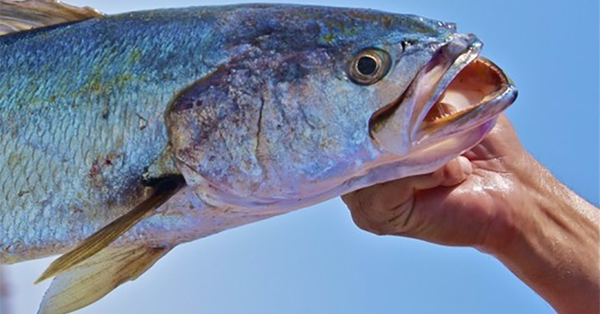 Самая громкая рыба в мире оглушает дельфинов в Мексиканском заливе Самая громкая рыба в мире оглушает дельфинов в Мексиканском заливе
