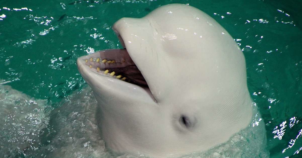 С базы под Находкой экстренно вывозят косаток и белух