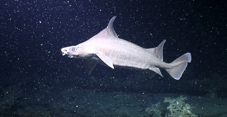На глубине 750 метров дрон снял редкий акулий питомник