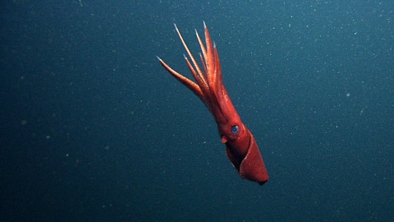 10 самых необычных головоногих из глубин океана