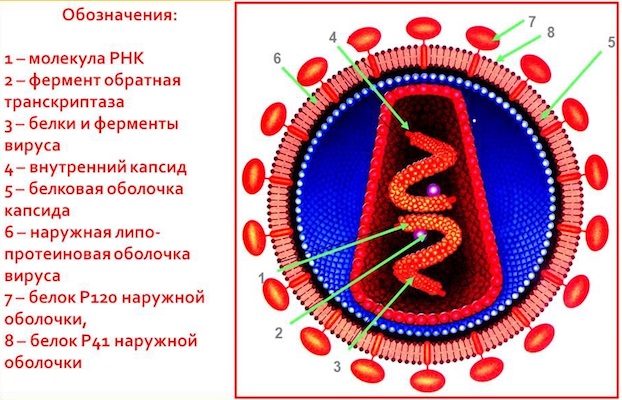 Анализ скорости молекулярных микромоторов для диагностики ВИЧ - 2