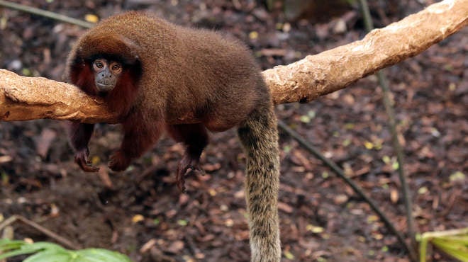Ученые раскрыли тайну ямайской обезьяны