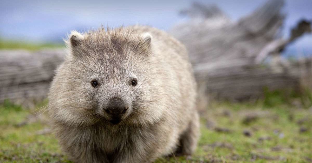 Объяснена кубическая форма фекалий вомбатов Объяснена кубическая форма фекалий вомбатов