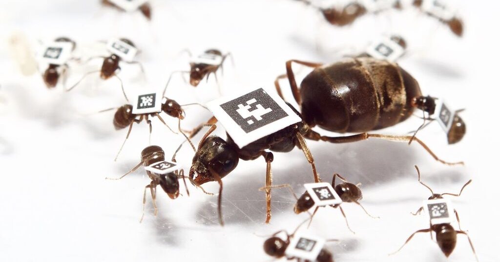 У муравьев обнаружили практику карантина У муравьев обнаружили практику карантина