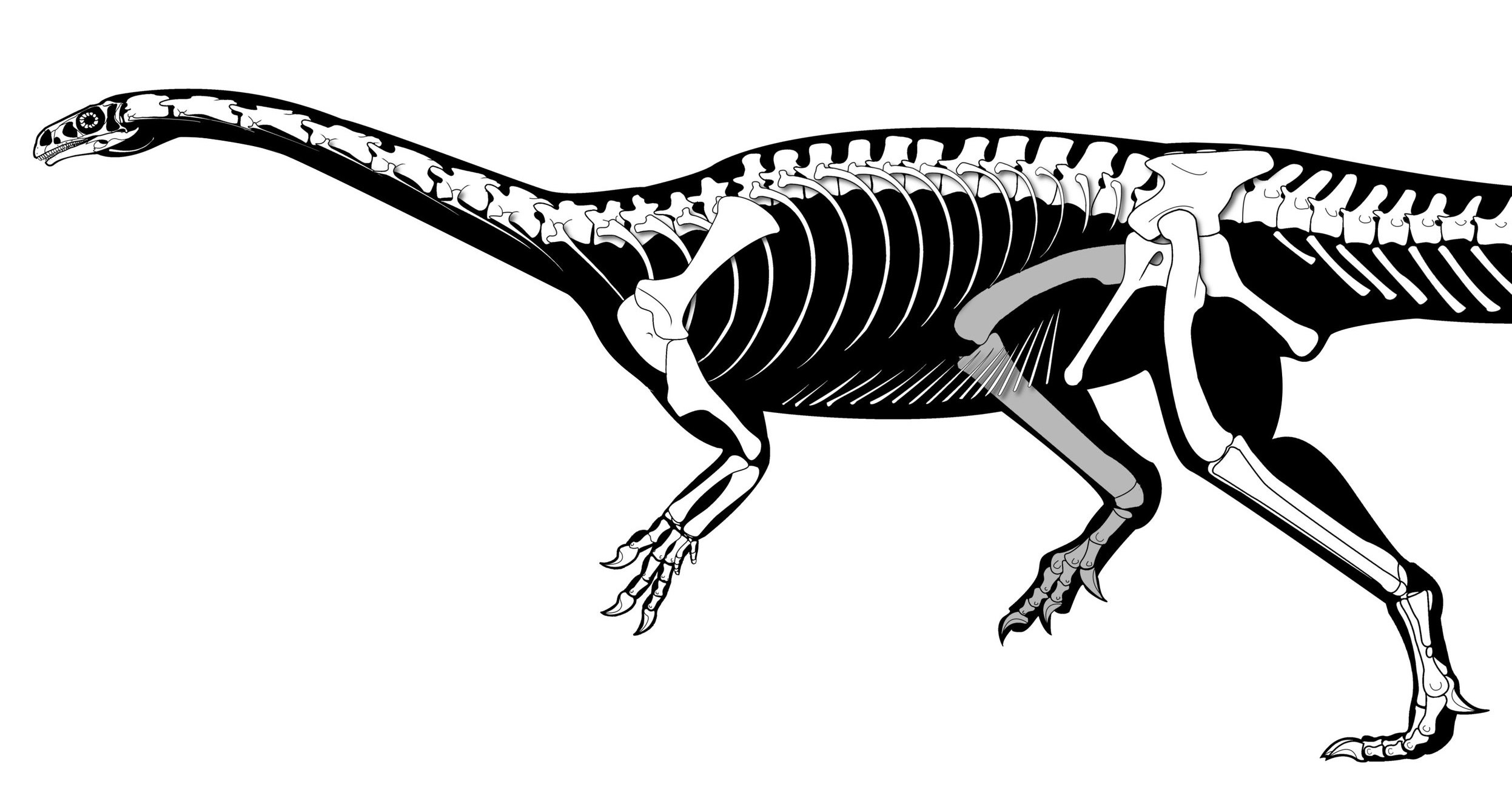 Обнаружены древнейшие длинношеие динозавры