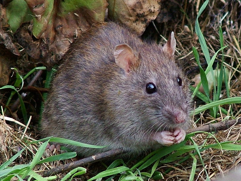 Зафиксирован второй случай заражения человека крысиным гепатитом