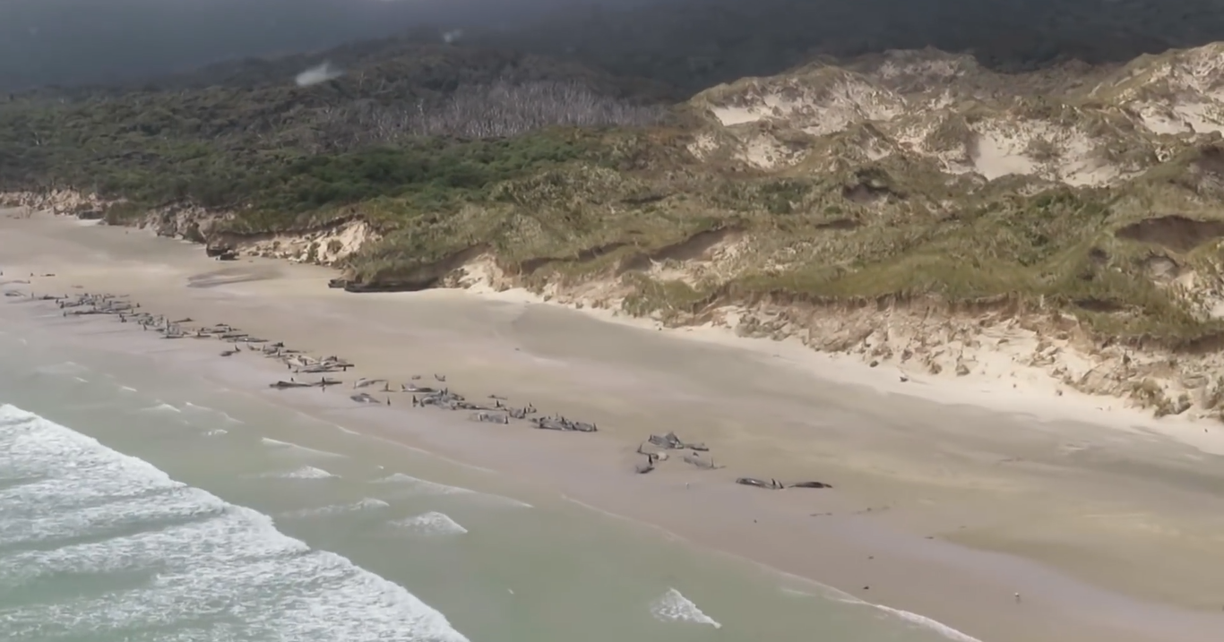На берег в Новой Зеландии выбросились практически 150 черных дельфинов