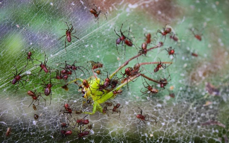 Открыты осы, превращающие пауков в зомби