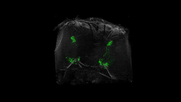 «Невидимые» мухи: новый метод изучения нервной системы посредством депигментации тканей - 10