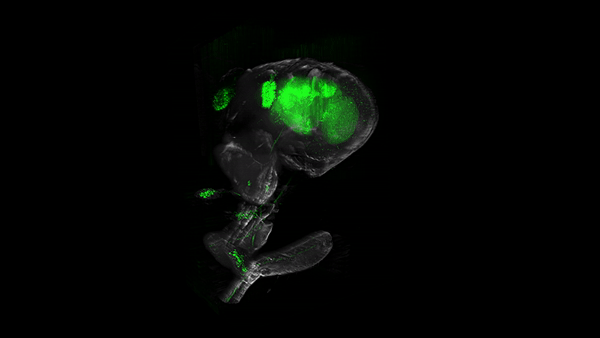 «Невидимые» мухи: новый метод изучения нервной системы посредством депигментации тканей - 12