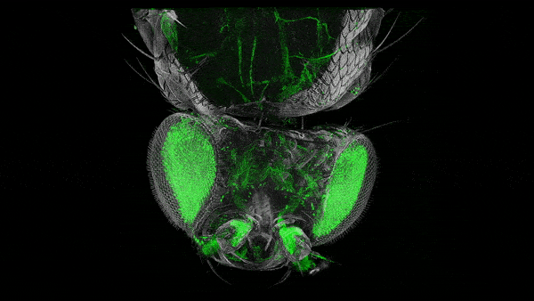 «Невидимые» мухи: новый метод изучения нервной системы посредством депигментации тканей - 13