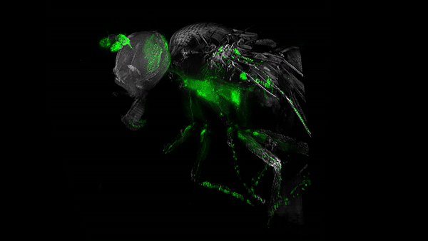 «Невидимые» мухи: новый метод изучения нервной системы посредством депигментации тканей - 14
