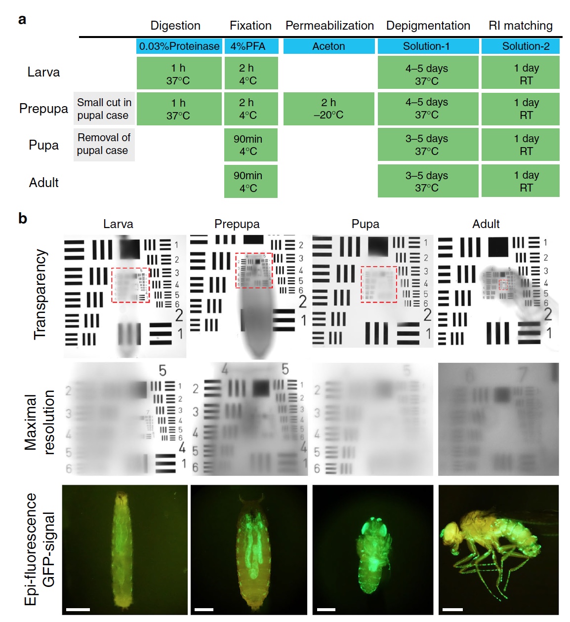 «Невидимые» мухи: новый метод изучения нервной системы посредством депигментации тканей - 5 «Невидимые» мухи: новый метод изучения нервной системы посредством депигментации тканей - 5